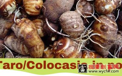 这4点种植技术，一口气解决芋头种植难题