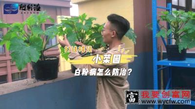 高等真菌的子囊菌亚门引起的白粉病#农业技术#种植#农业