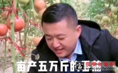 蔬菜种植无土栽培培训之番茄高产种植技术