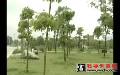 厚朴种植技术及种植技术要点 增产增收是关键