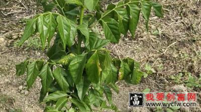 鸡心黄皮种植技术指导