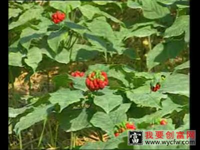 西洋参的栽培种植技术西洋参种植教程 高产西洋参栽培技术