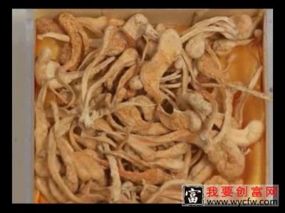 虫草的种植技术,如何种植虫草 虫草种植一点通