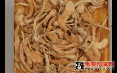 虫草栽培种植技术 如何栽培虫草教程 虫草疾病防治