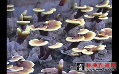 灵芝优质种植技术 灵芝一体化栽培技术