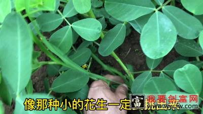 花生高产种植技术，做好这两点，一亩多产几百斤，觉得又多又饱满
