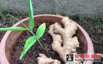 生姜的种植技术及肥料使用方法有哪些？