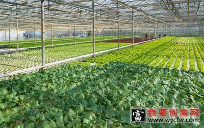 大棚蔬菜的种植技术,如何种植大棚蔬菜 大棚蔬菜种植一点通