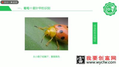 【葡萄种植】虫害-十星叶甲的识别与生态防控技术