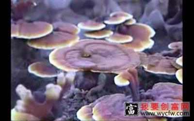 灵芝种植技术视频 灵芝种植技术栽培管理 灵芝苗间管理疾病防治