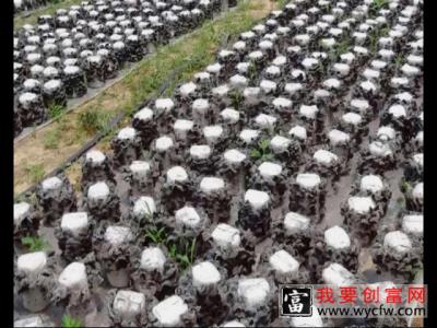 黑木耳的栽培种植技术 如何栽培黑木耳教程 疾病防治