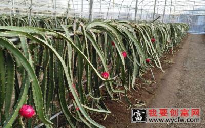 火龙果的栽培种植技术 如何栽培火龙果教程 疾病防治