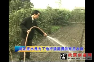 桂花种植技术 桂花种植一点通 如何栽培桂花教程