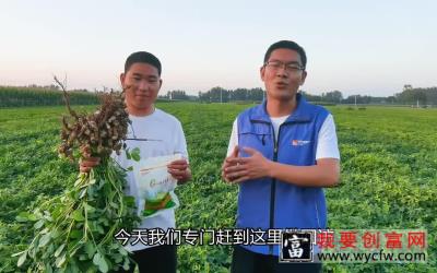 农心花生故事，花生种植户的增产创收利器三农农业种植技术
