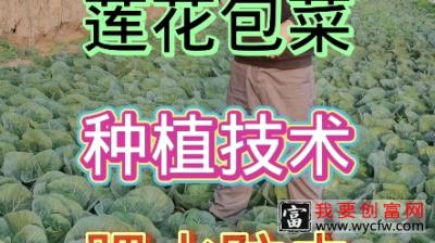 甘蓝菜种植技术