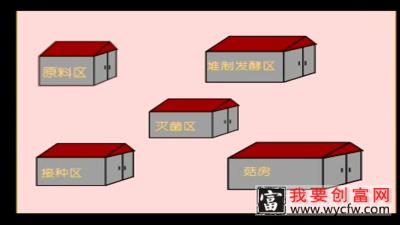 平菇种植技术 平菇种植收益 平菇高产栽培视频