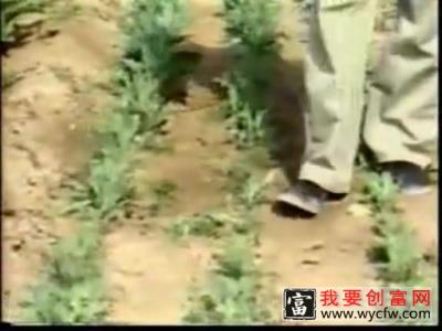 板蓝根种植技术板蓝根种植收益