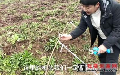 四川种植技术员，当年栽种桃子树，怎样修枝整形！