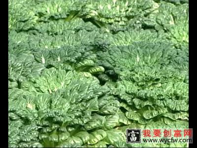 蔬菜无土种植技术 蔬菜无土种植一点通