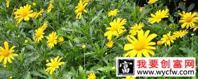 非洲菊的养殖方法和注意事项